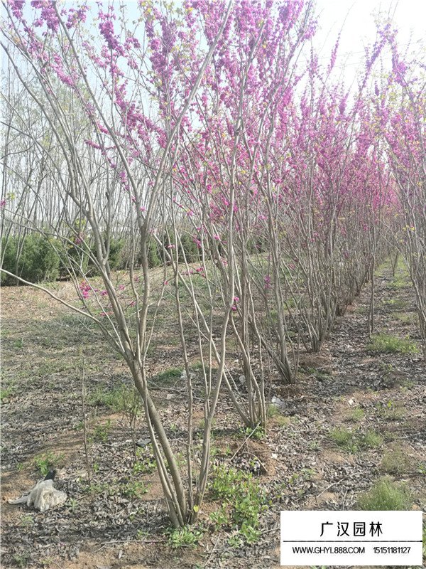 2020年叢生紫荊最新價格(圖2)