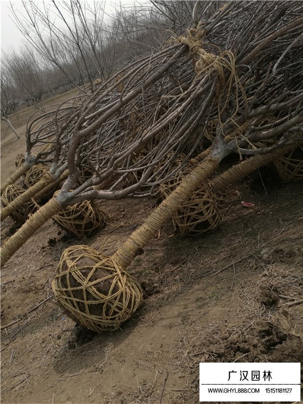 日本晚櫻病蟲害防治方法(圖3)