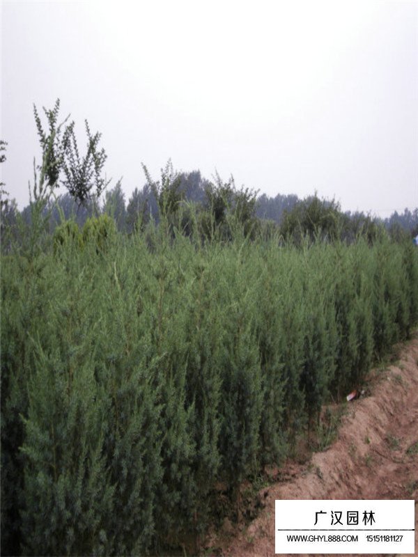 刺柏的基本信息(圖2)