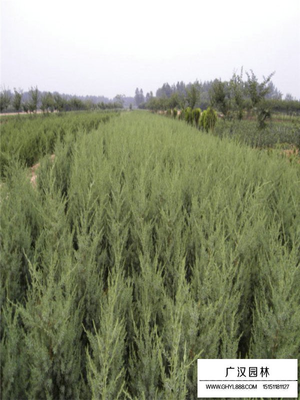 刺柏的市場(chǎng)行情(圖4)