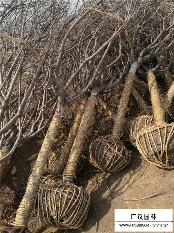 日本晚櫻的管理及培育方法(圖2)