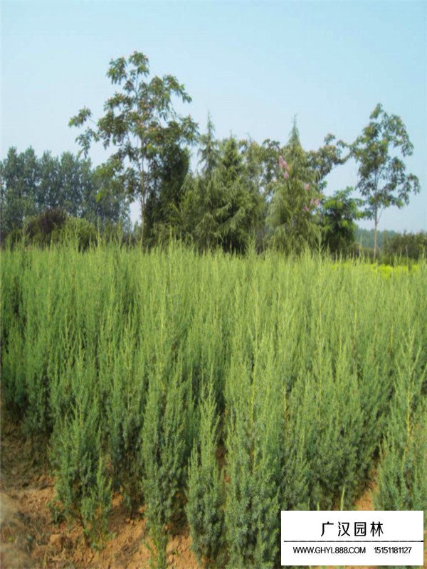 刺柏的花期和果期(圖3)