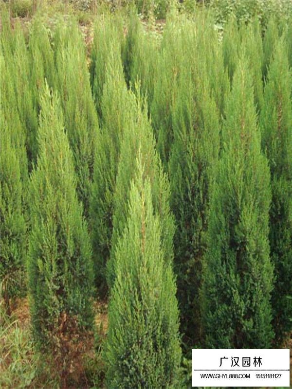 刺柏的花期果期(圖3)