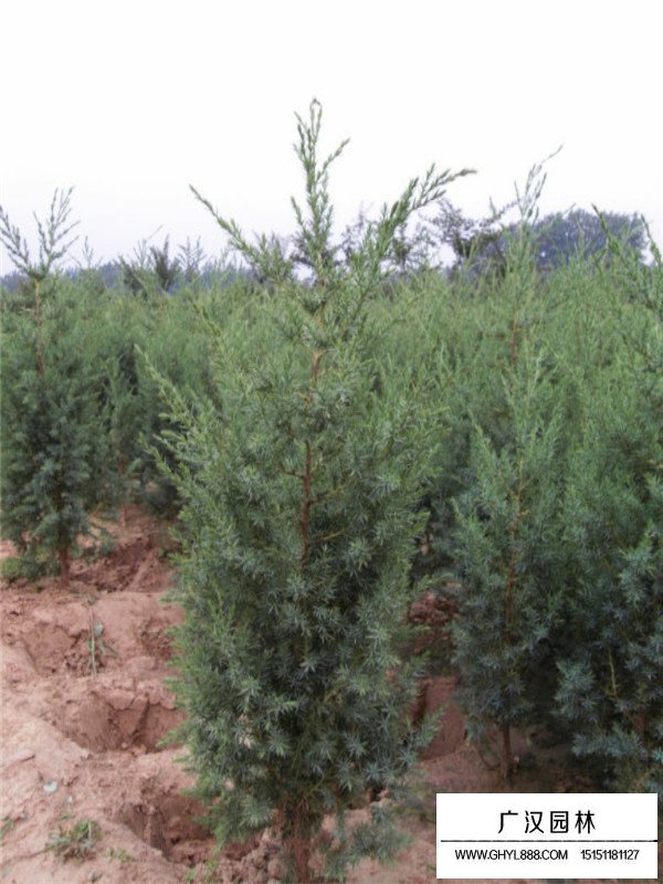 2020刺柏的市場(chǎng)行情(圖2)