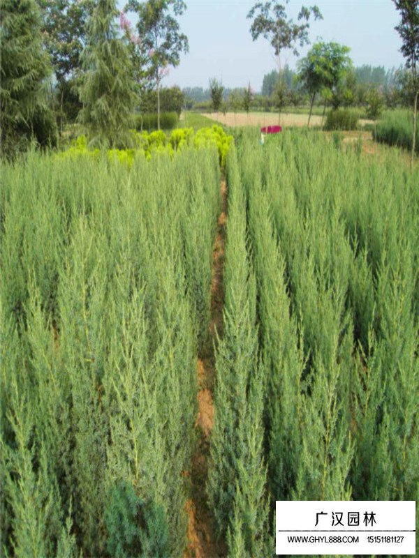 2020刺柏的市場(chǎng)行情(圖4)