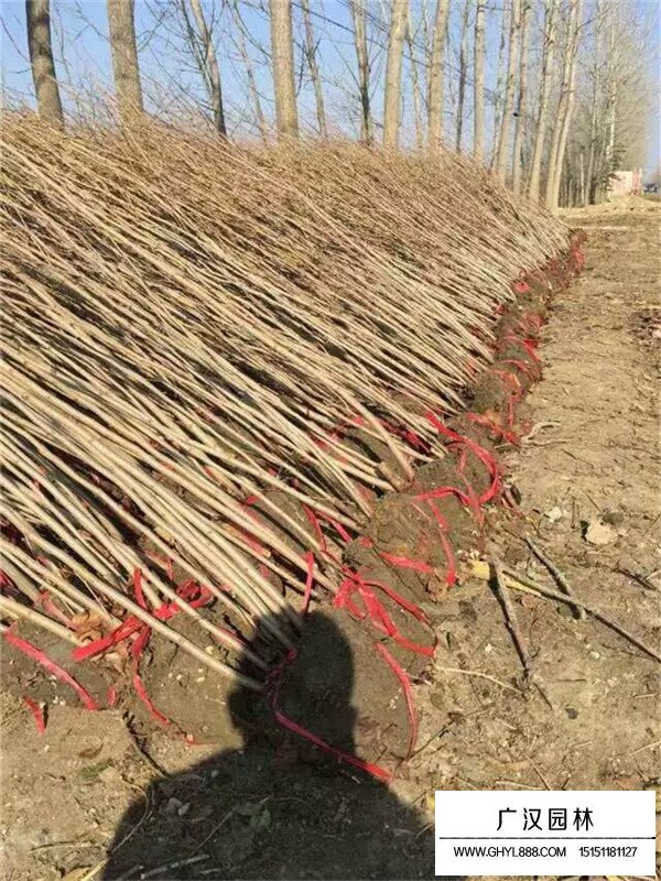 叢生紫荊的管理及種植方法(圖1)