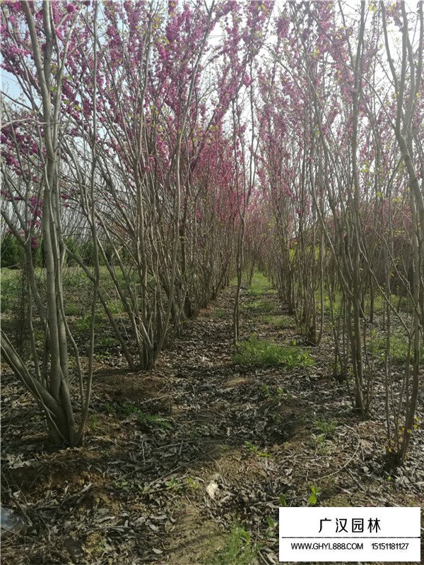 叢生紫荊的管理及種植方法(圖2)