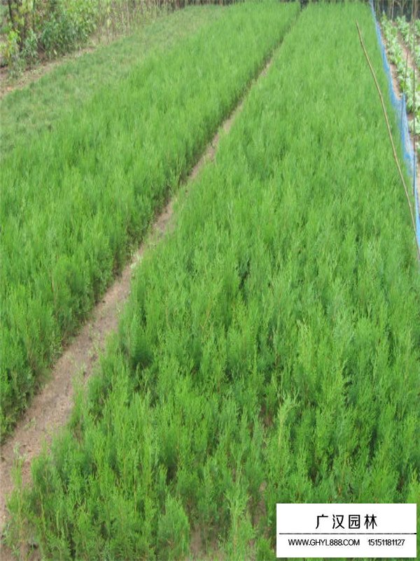 刺柏苗基地(圖4)