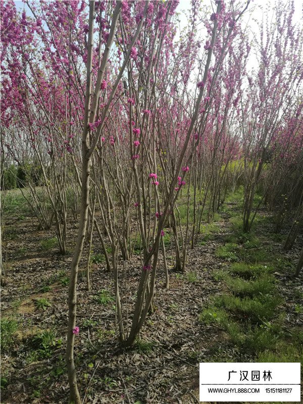 叢生紫荊的病蟲害及防治(圖3)