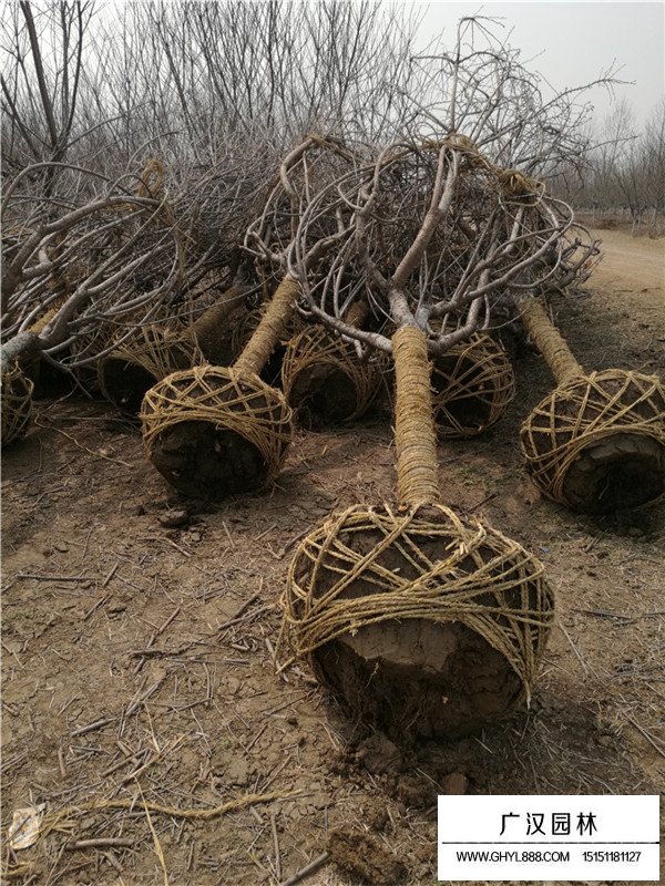 日本晚櫻在哪散布最多(圖3)