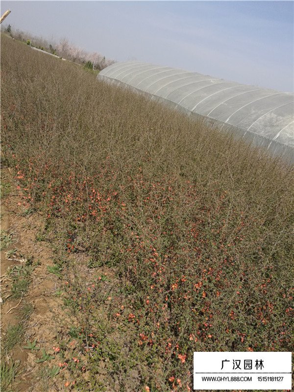 貼梗海棠的養(yǎng)護(hù)方法(圖1)