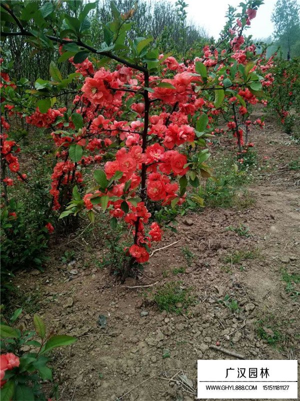 貼梗海棠的養(yǎng)護(hù)方法(圖3)