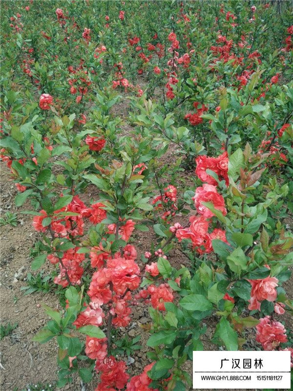 貼梗海棠養(yǎng)護(hù)方法(圖1)