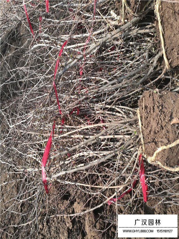 貼梗海棠的功能效果和作用(圖2)