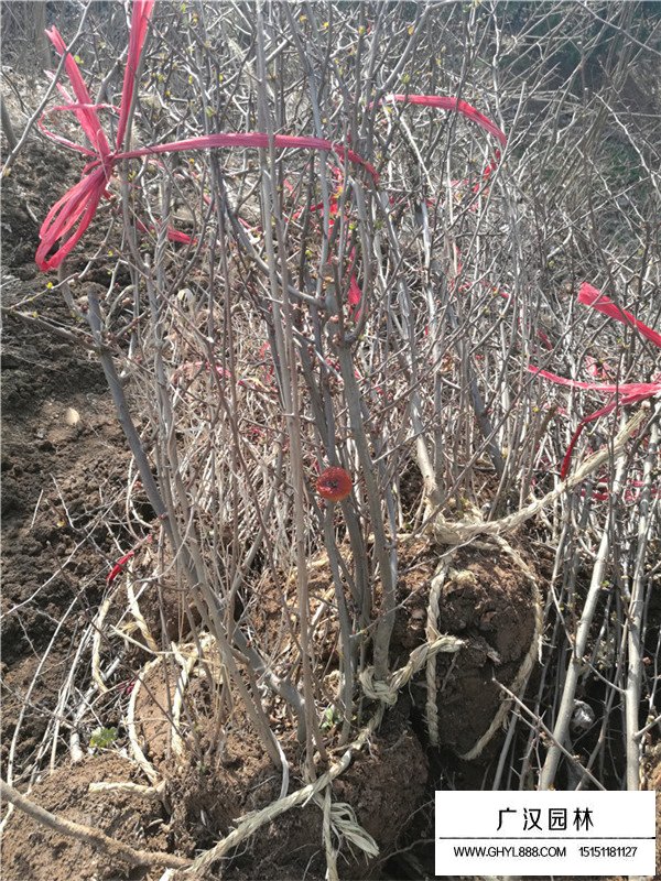 貼梗海棠的功能效果和作用(圖3)