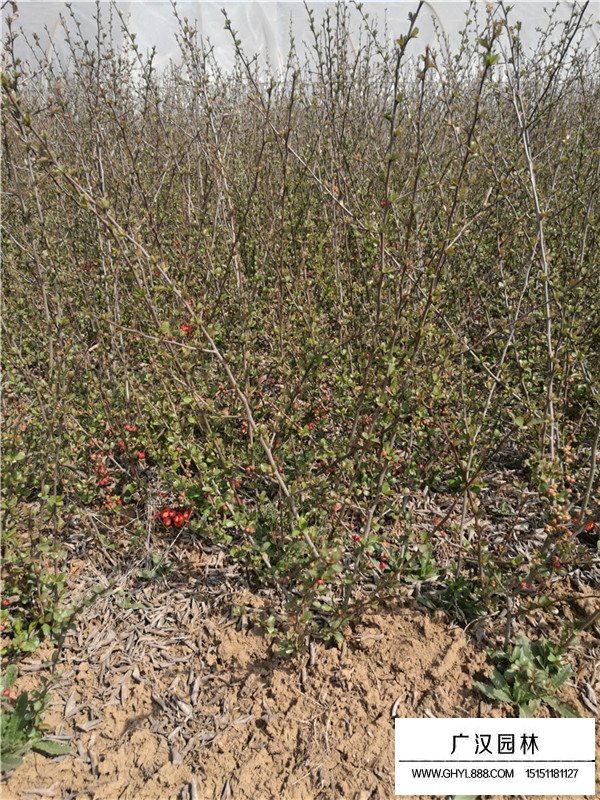 貼梗海棠品種(圖3)