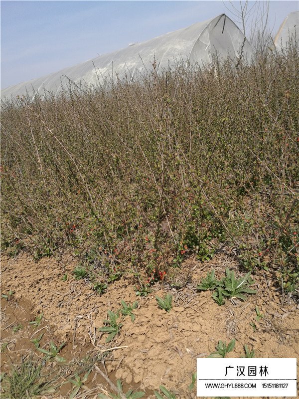 怎么樣制作貼梗海棠盆景(圖4)