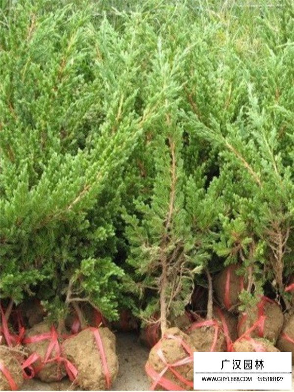 地柏病蟲(chóng)害(圖2)