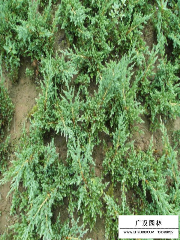 地柏的病蟲(chóng)害(圖2)