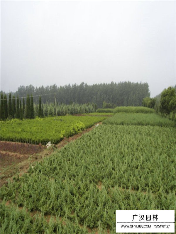 地柏的病蟲(chóng)害(圖4)