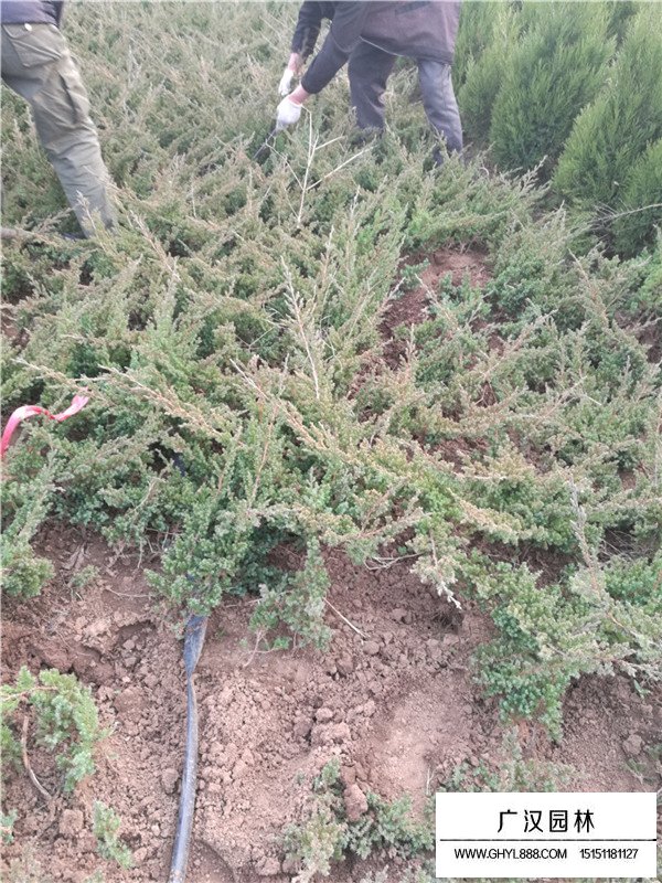 地柏盆景怎么樣造型靚麗(圖4)