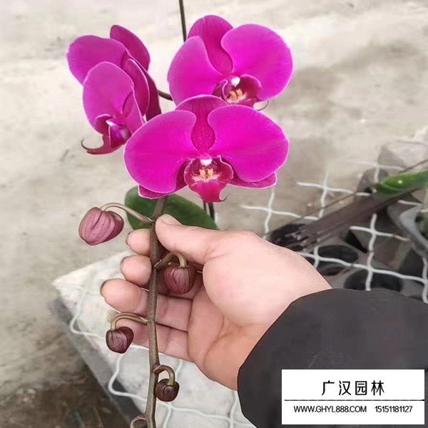 蝴蝶蘭基地(圖1)