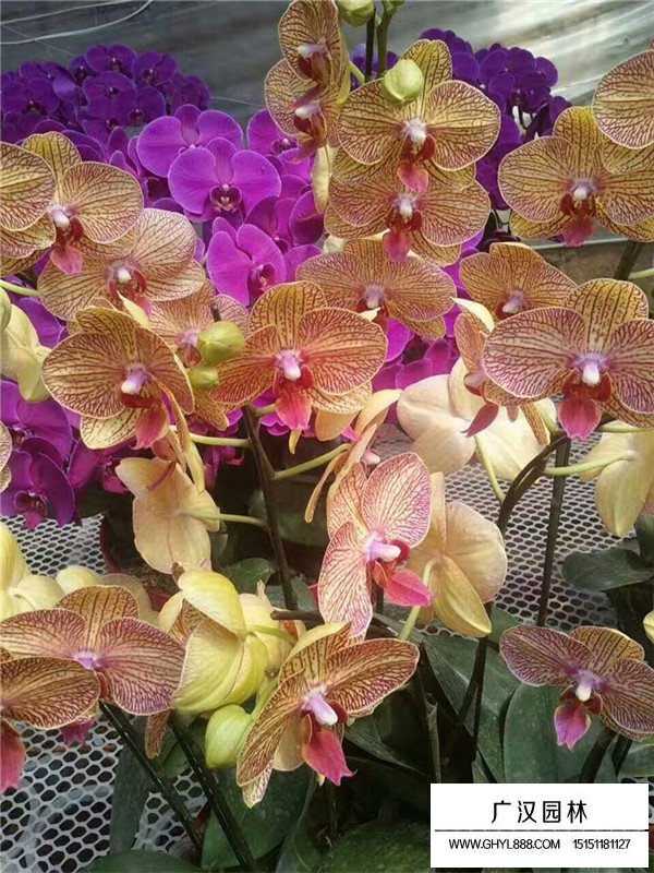 蝴蝶蘭基地(圖4)