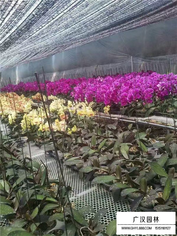 蝴蝶蘭基地(圖2)