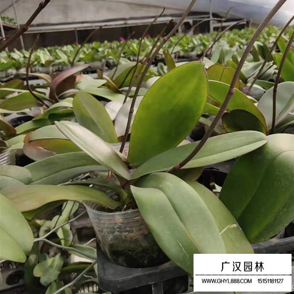 蝴蝶蘭價格(圖1)