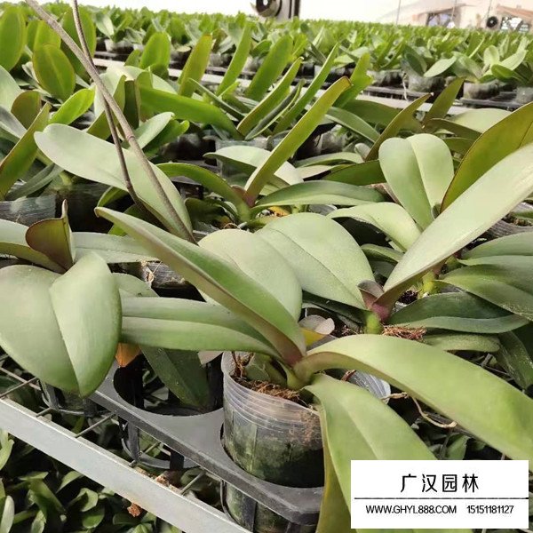 蝴蝶蘭的田間種植方法(圖3)