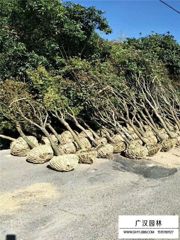 紅楓盆景多少錢(圖1)