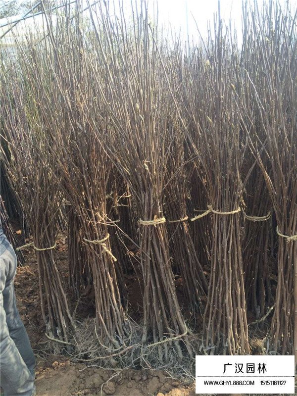 紅楓移栽后護(hù)理(圖4)