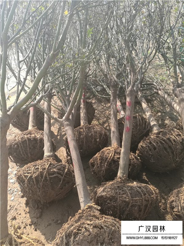 紅楓種子管理及培育方法(圖4)