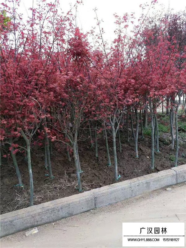 哪種紅楓適合做盆景(圖3)