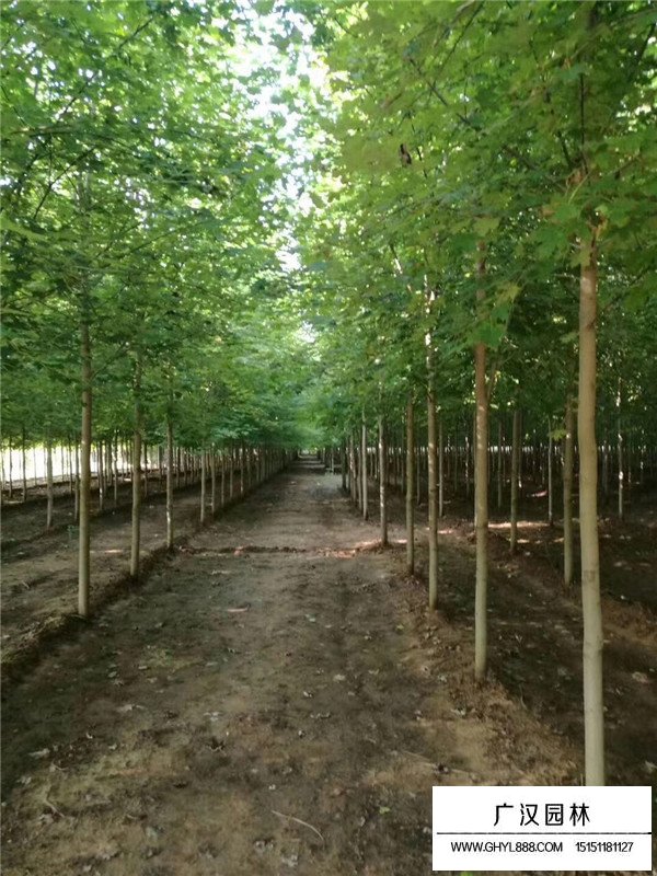 美國中國日本紅楓哪種紅楓適合做盆景(圖4)