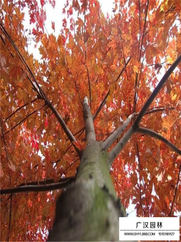 紅楓盆景養(yǎng)殖方法(圖3)