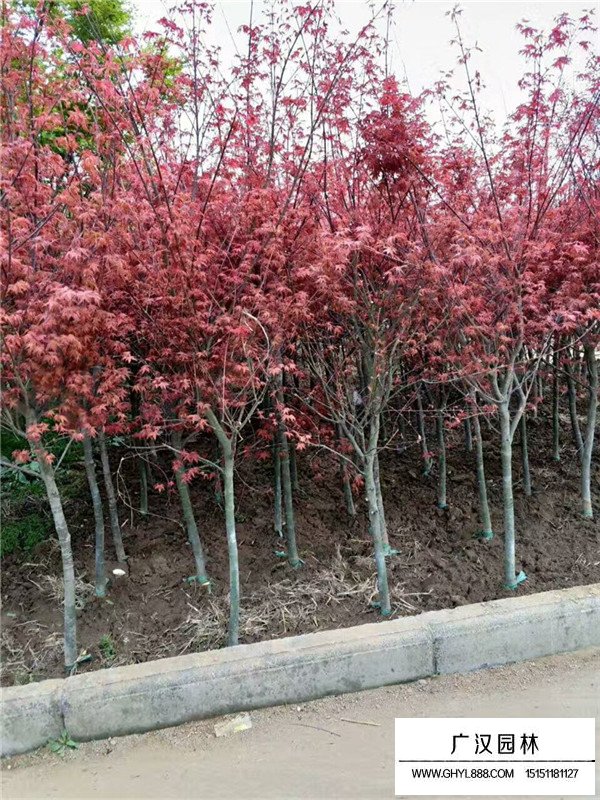 紅楓樹葉子枯了處理(圖1)