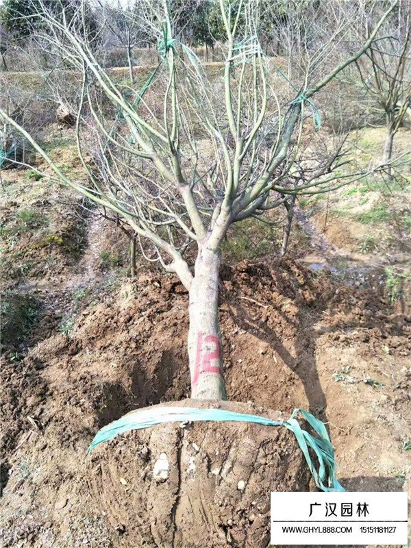 美國紅楓報(bào)價(jià)(圖3)