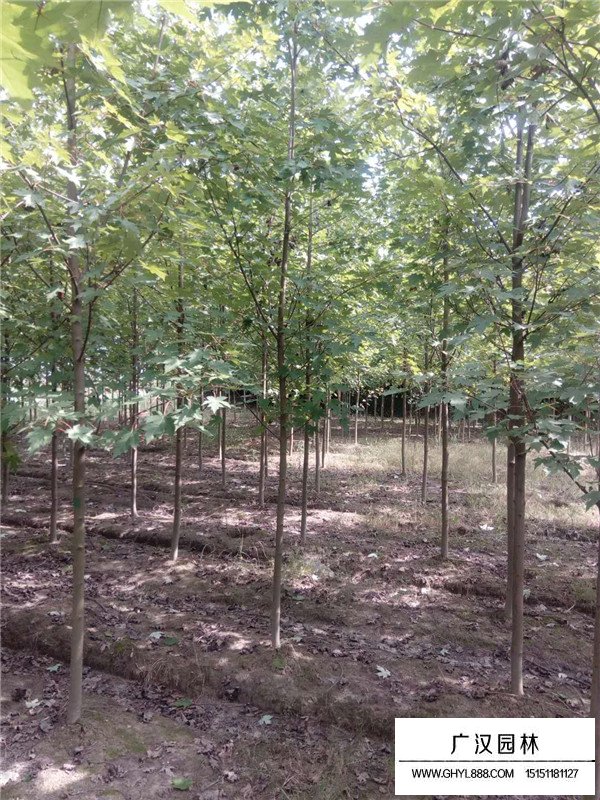 2020美國紅楓價(jià)格報(bào)價(jià)(圖1)