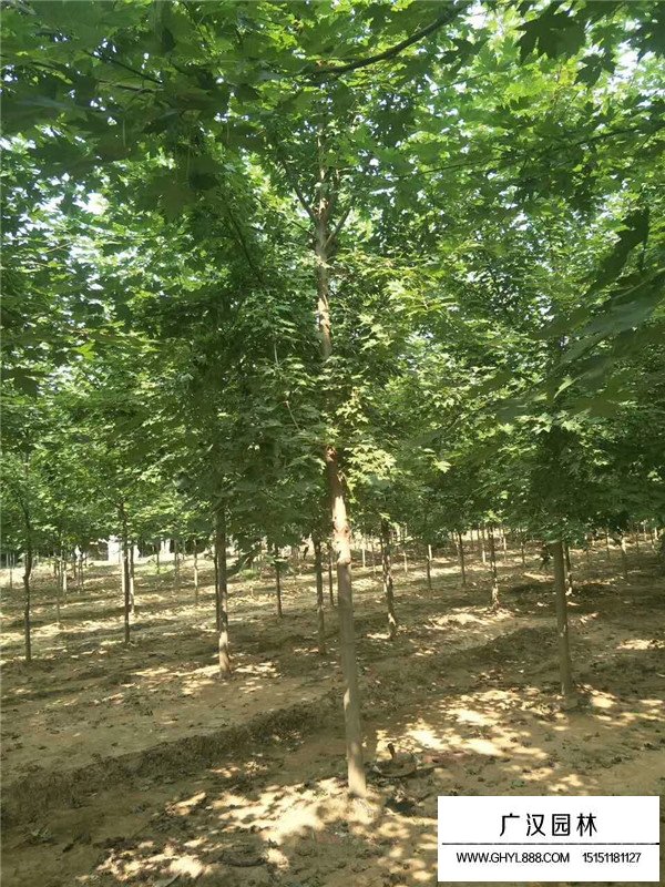 2020美國紅楓價(jià)格報(bào)價(jià)(圖3)