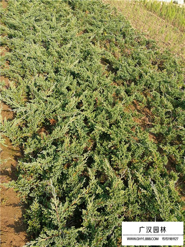 爬地柏盆景價格是多少(圖4)