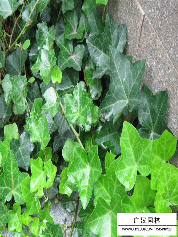 常春藤的最新價(jià)格(圖1)