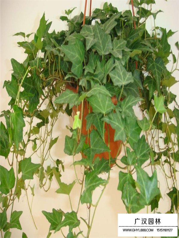 常春藤的最新價(jià)格(圖2)