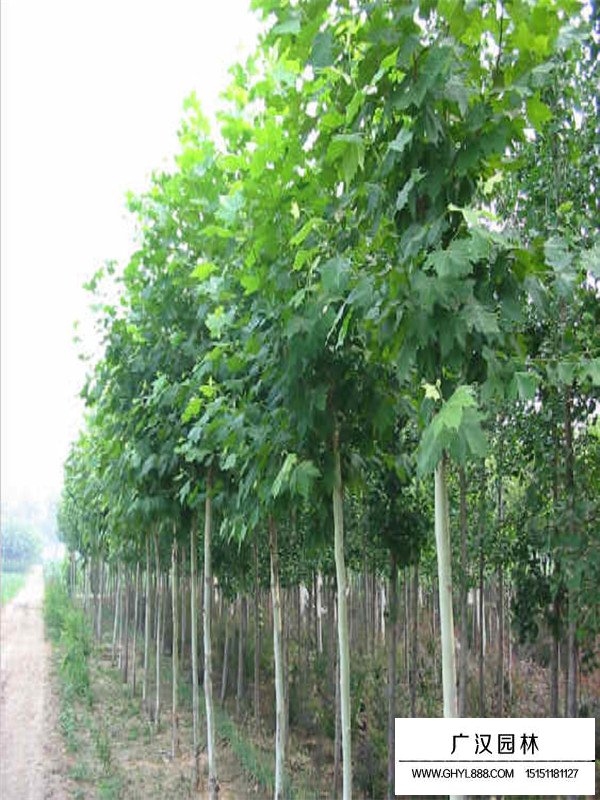 法國梧桐市場行情(圖1)