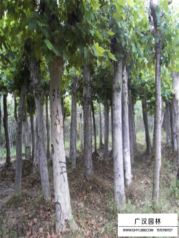 法國梧桐市場行情(圖3)