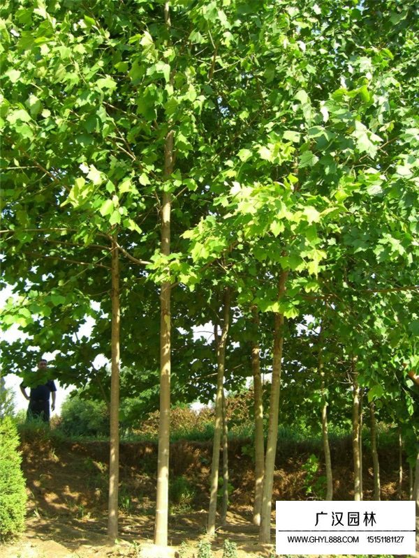 2020法國梧桐市場行情(圖1)