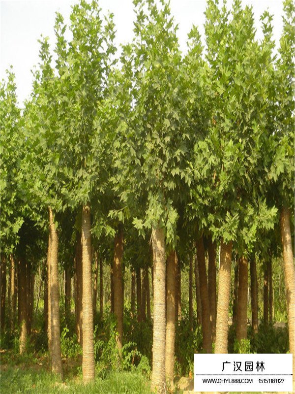 2020法國梧桐市場行情(圖2)