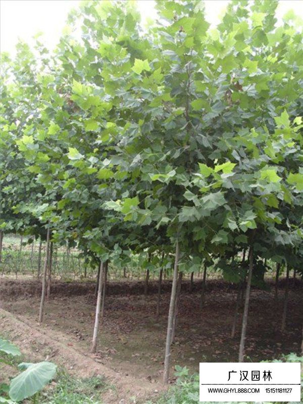 2020法國梧桐市場行情(圖3)