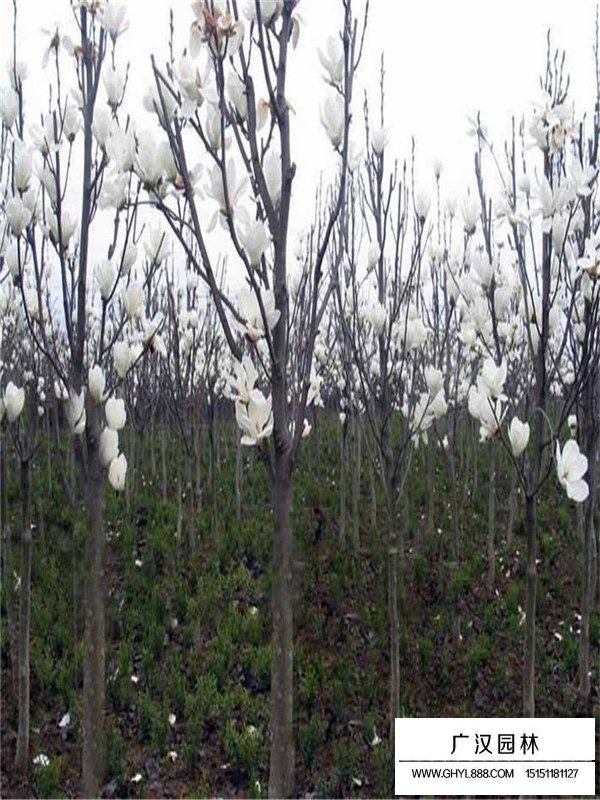 白玉蘭病蟲(chóng)害防治方法(圖1)