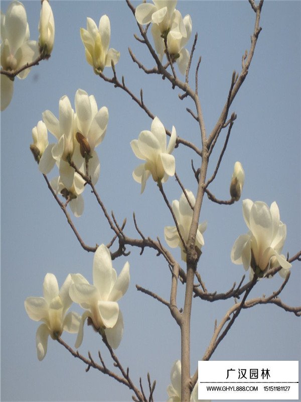 白玉蘭病蟲(chóng)害防治方法(圖3)